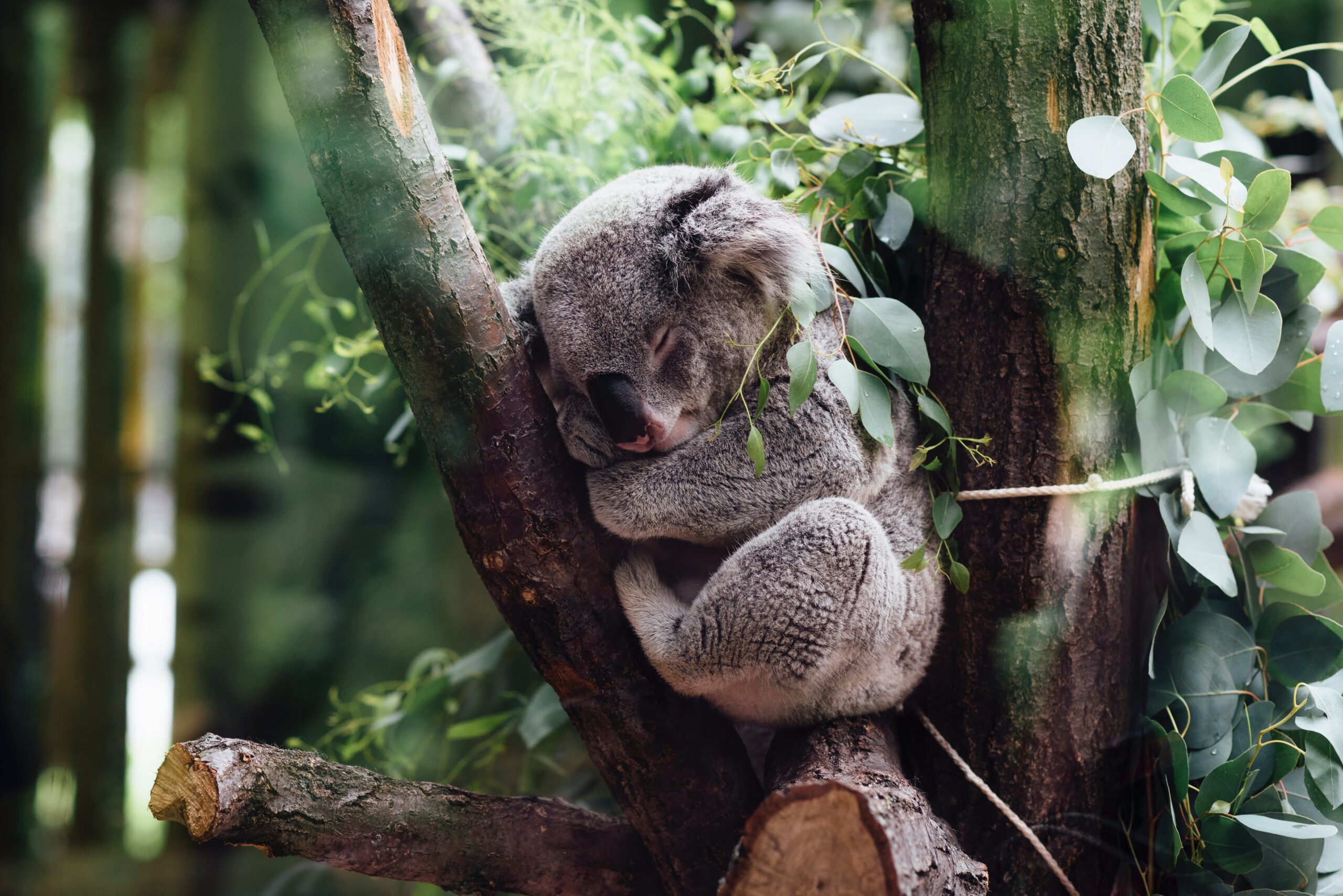 コアラを抱っこできるオーストラリアの動物園まとめ Aqua
