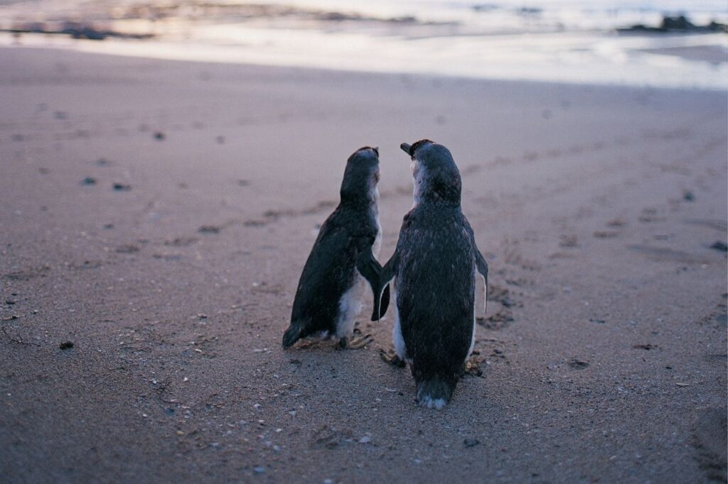 2匹のペンギンの後ろ姿