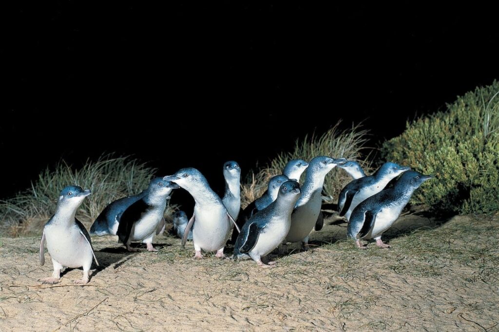 グループになって歩くペンギン
