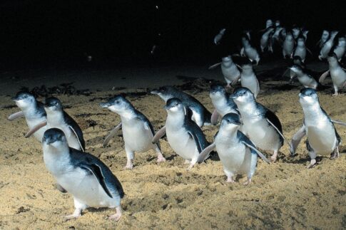 海からあがってくるペンギン