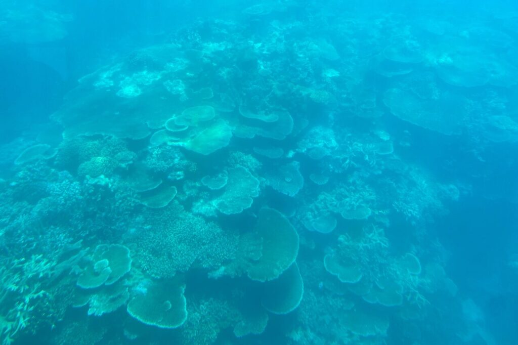 アウターリーフ半潜水艦からの景色