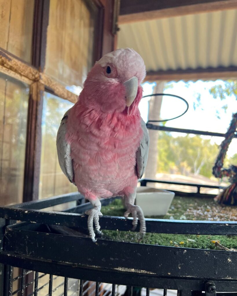 アサートン高原のインコ