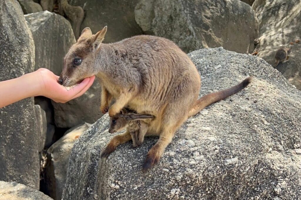 グラニット渓谷のロックワラビーに餌付け