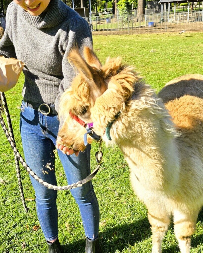 熱気球ゴールドコーストでアルパカと散歩