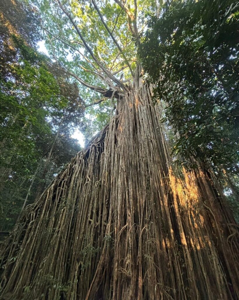 カーテンフィグツリー