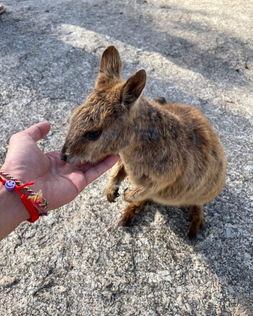 ロックワラビー