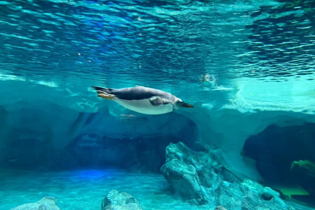 シーワールドの水族館