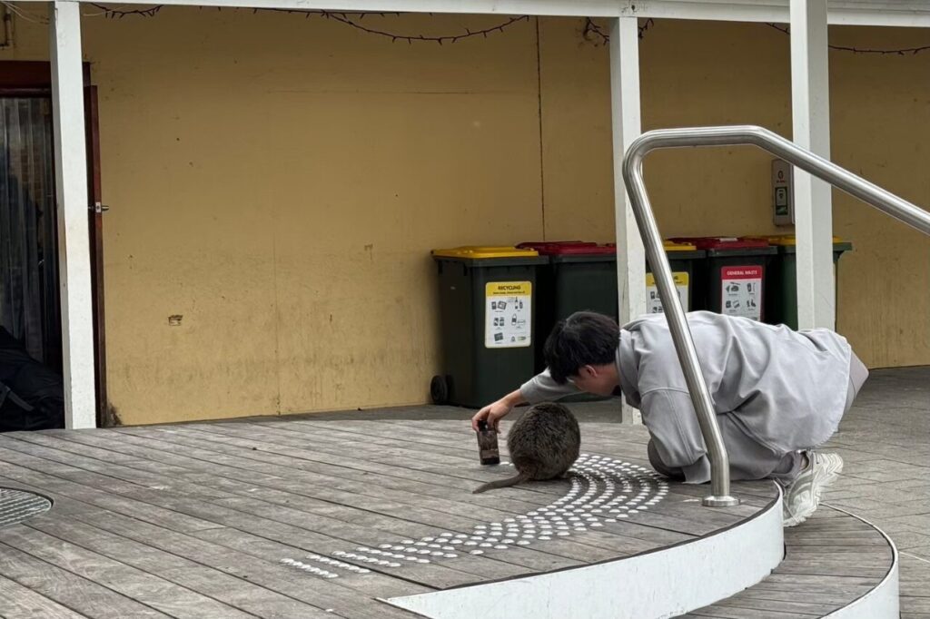 クオッカとセルフィー