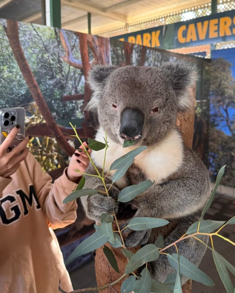 カバシャム動物園のコアラフォト