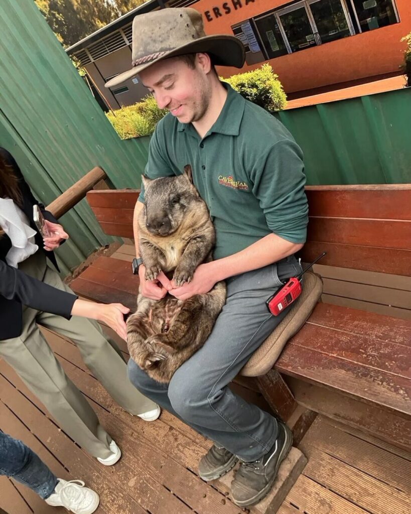 カバシャム動物園のウォンバットフォト