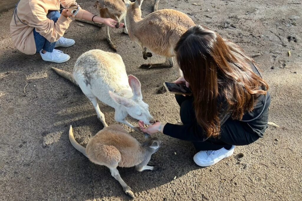 カバシャム動物園のカンガルー餌付け体験