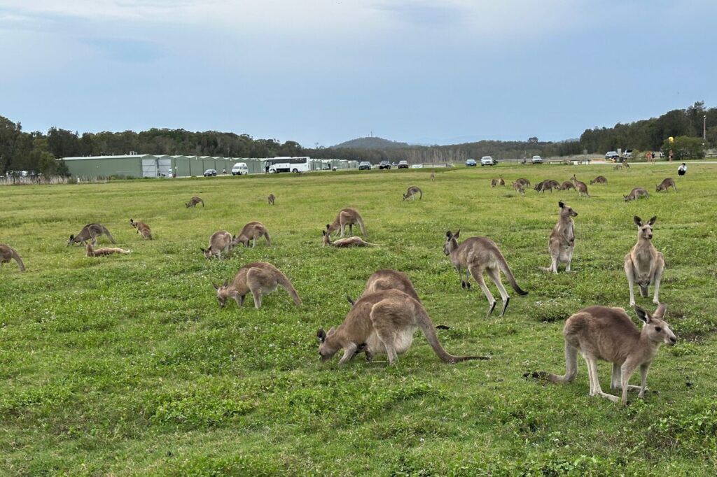 クーンババのカンガルー