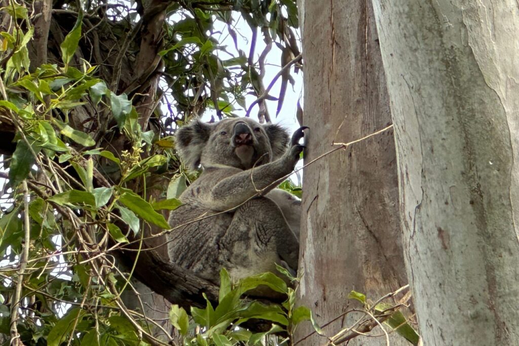 クーンババで野生コアラ