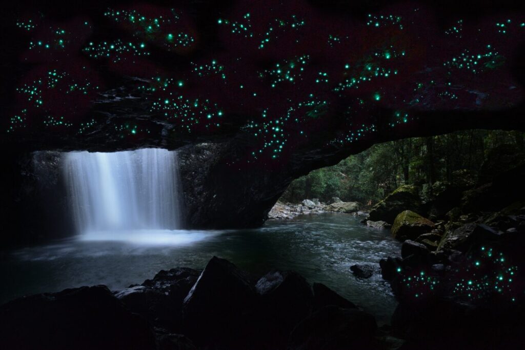 ナチュラルブリッジで土ボタル