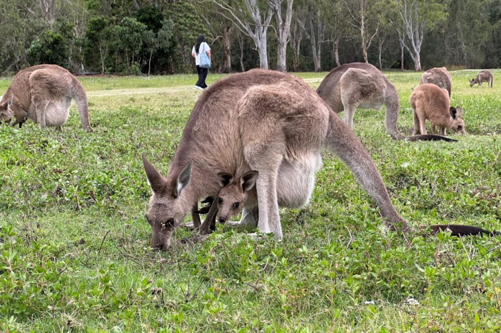 クーンババの親子カンガルー