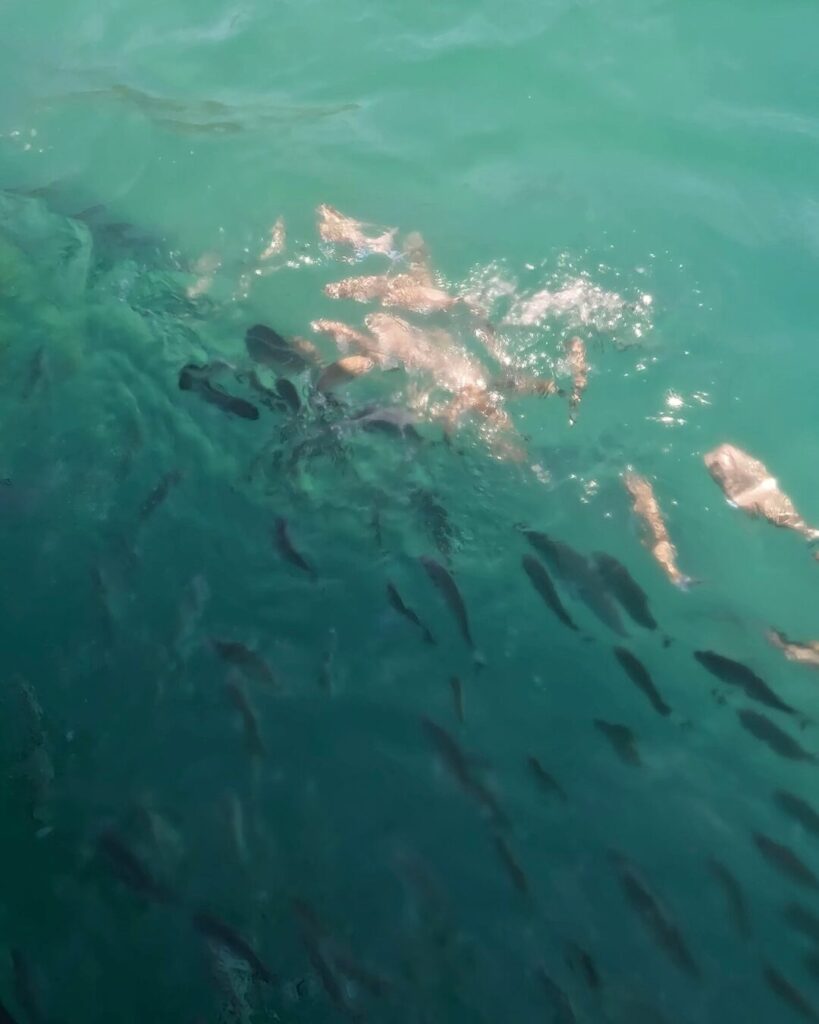 シーモートンで魚の餌付け体験