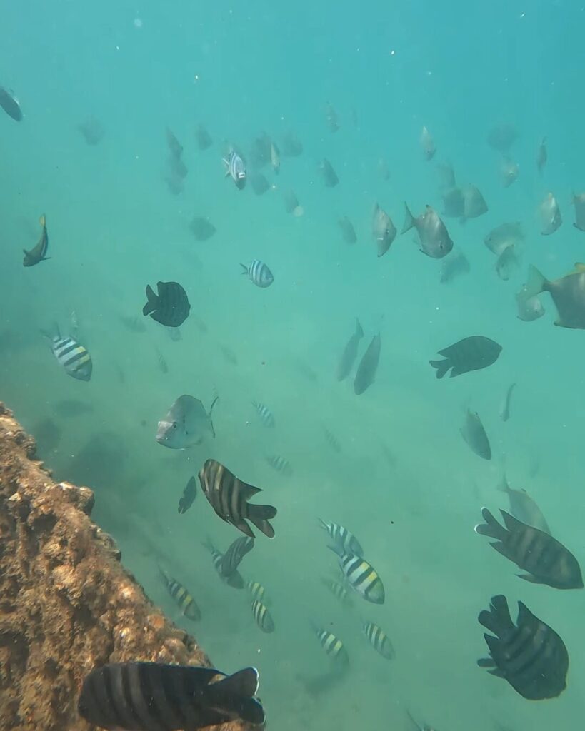 シーモートン沈船シュノーケリング