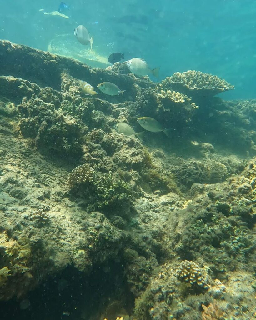 シーモートン沈船シュノーケリング