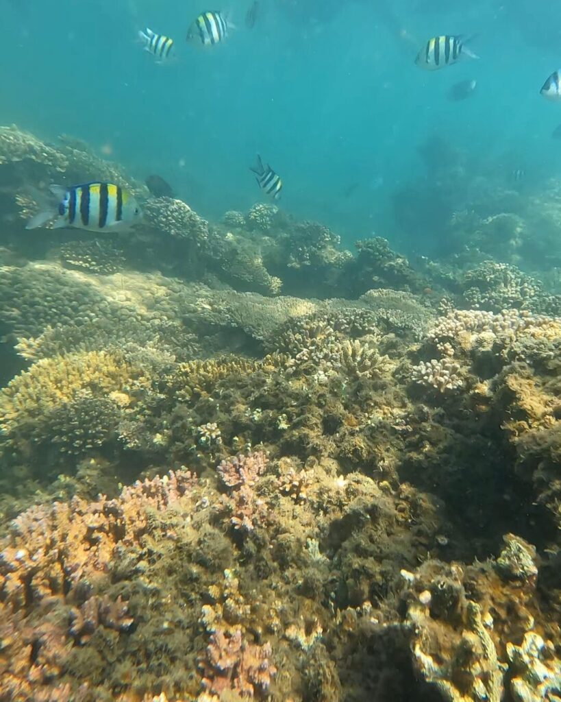 シーモートン沈船シュノーケリング