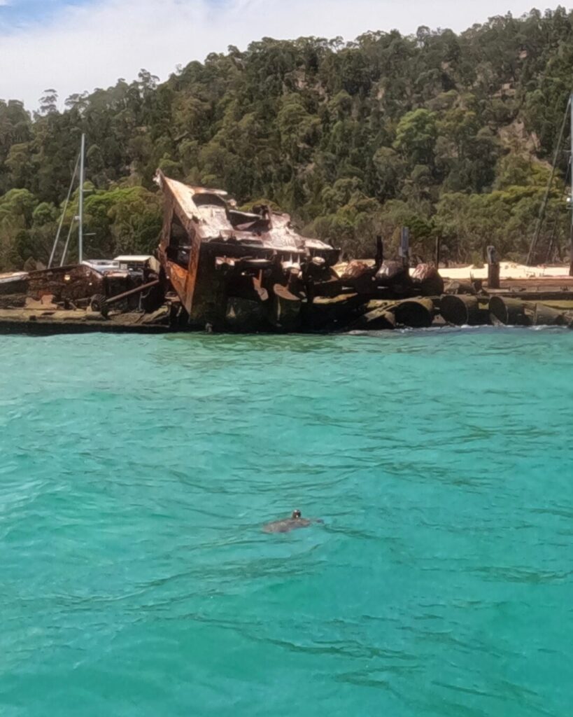 モートン島ウミガメ