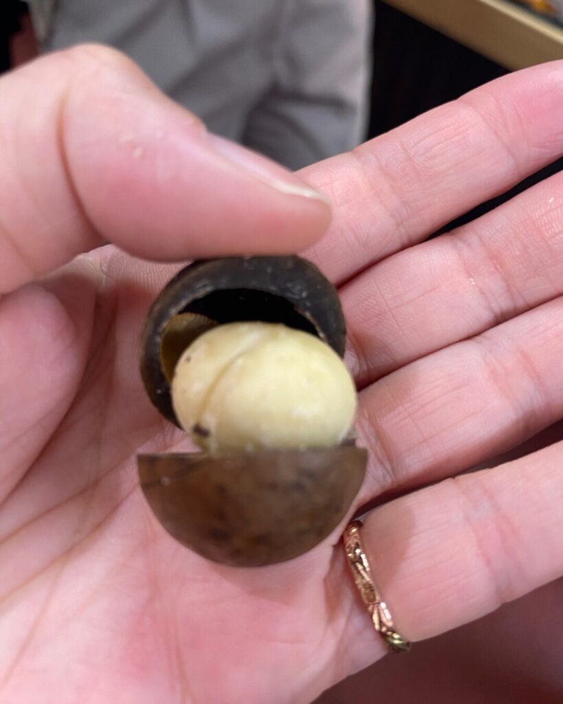 アサートン高原のザ・ハンピーのマカダミアナッツ試食