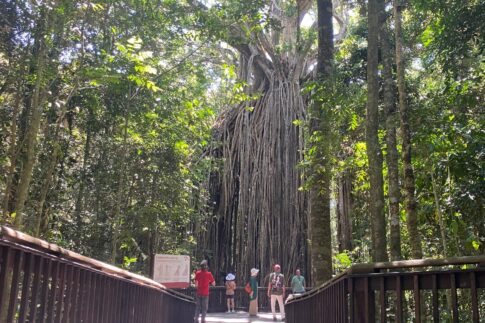 アサートン高原のカーテンフィグツリー