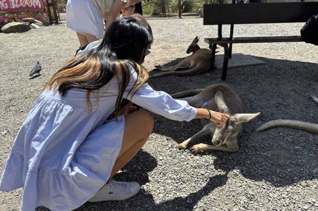 カランビン動物園カンガルーに触れる