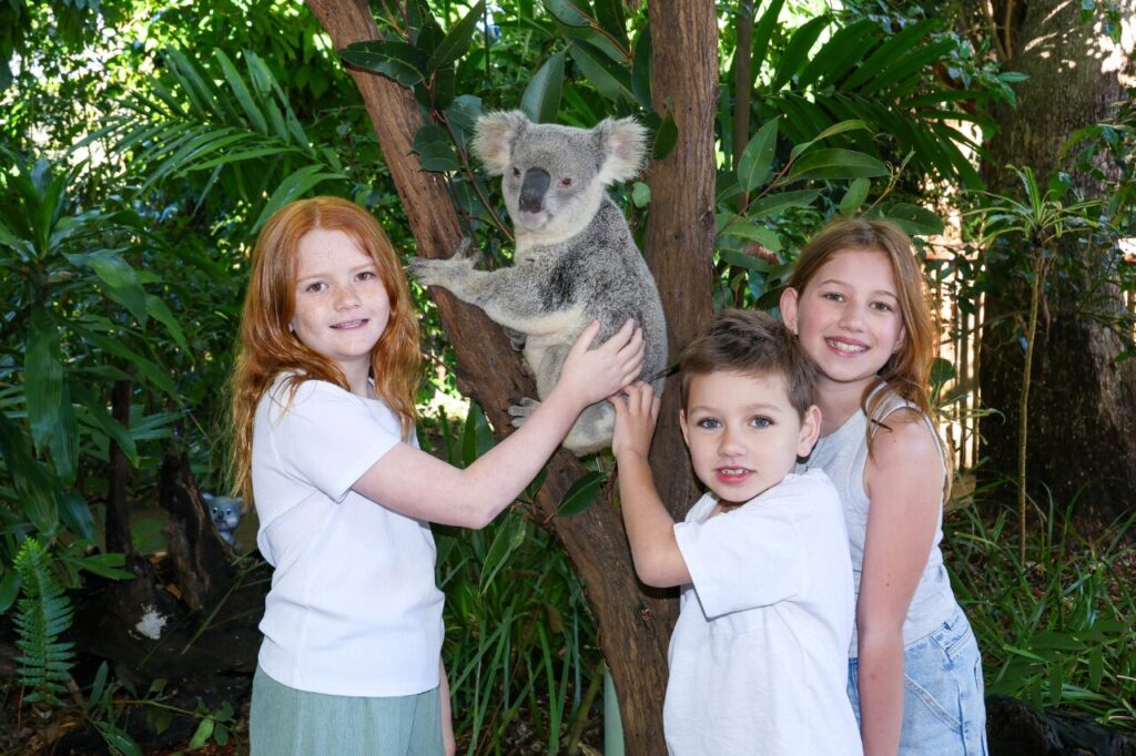 カランビン動物園コアラタッチ写真