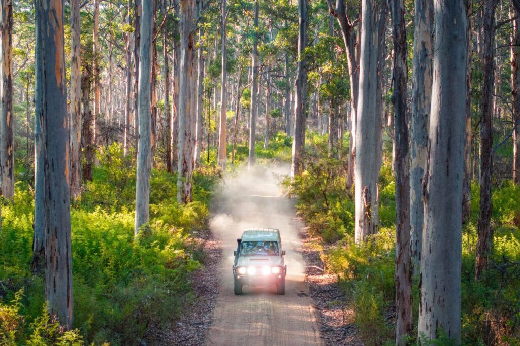 マーガレットリバーのカリ・フォレスト