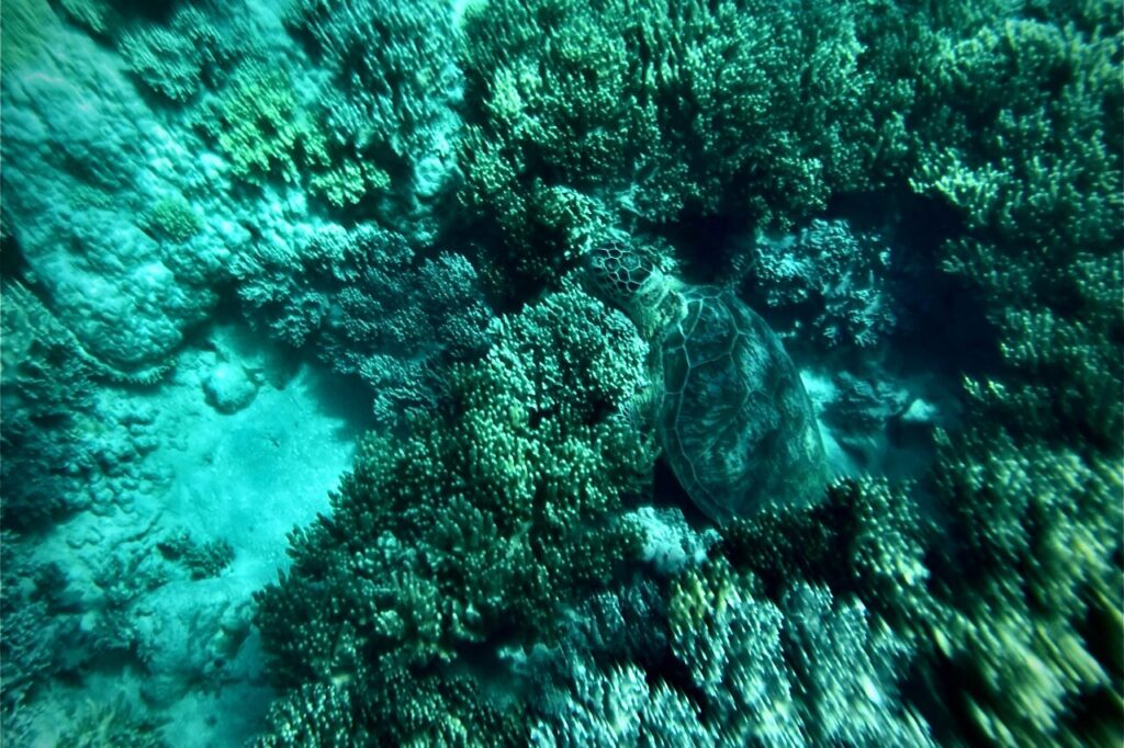 ミコマスケイで見れるカメ