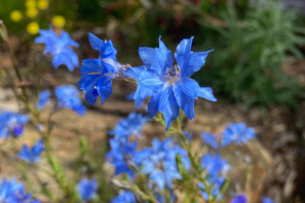 ブルー・レシュノルティア