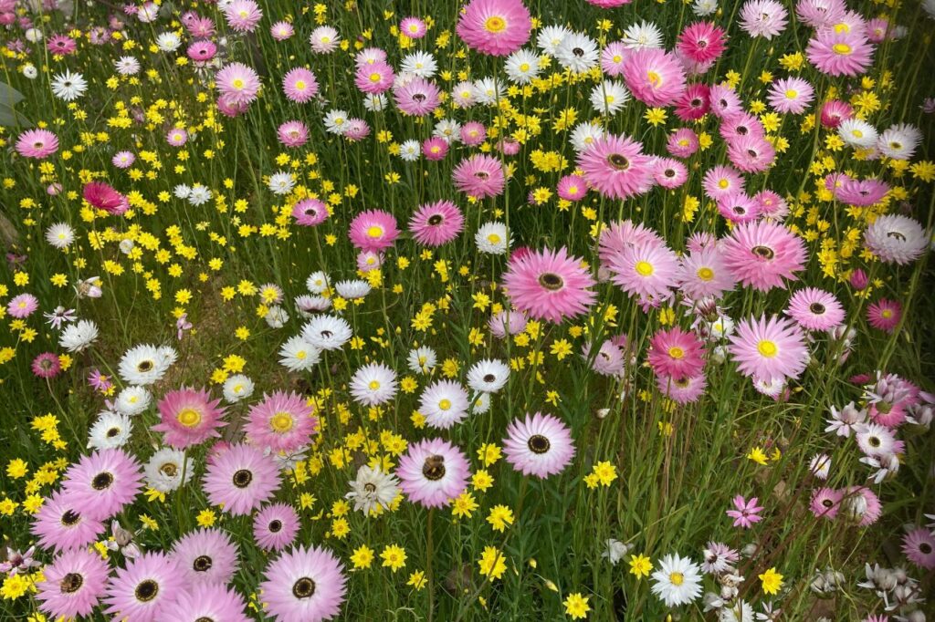 エバーラスティング