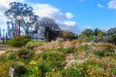 キングスパークのワイルドフラワー