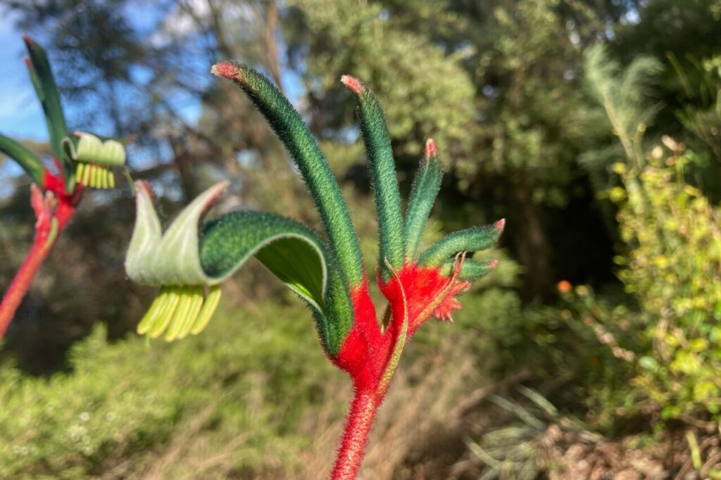 レッド・アンド・グリーン・カンガルー・ポー