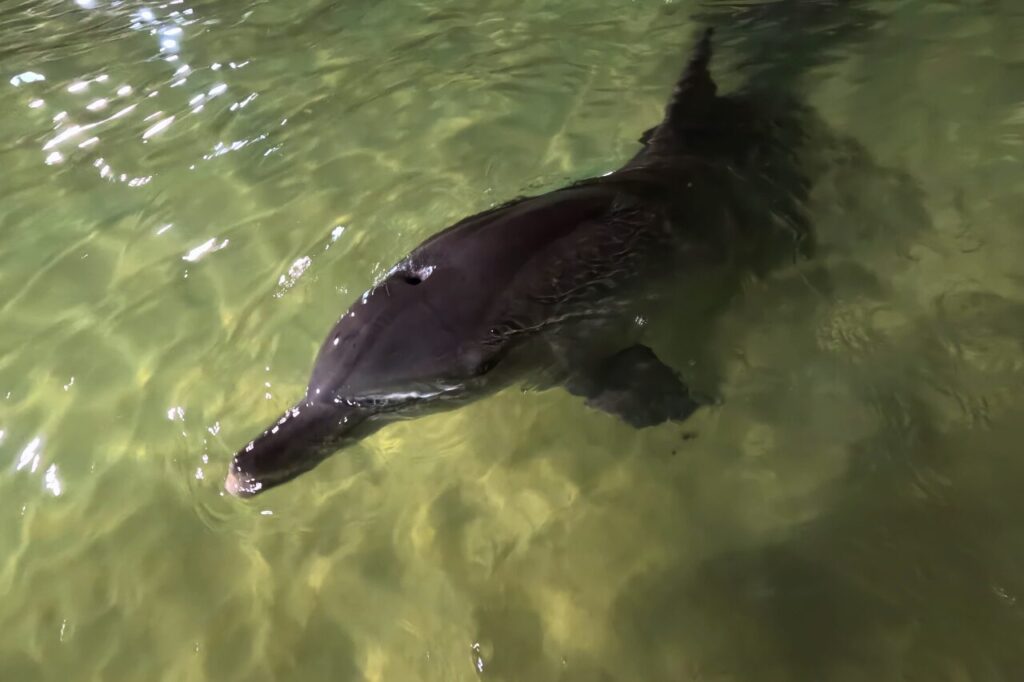 タンガルーマリゾートの野生のイルカ