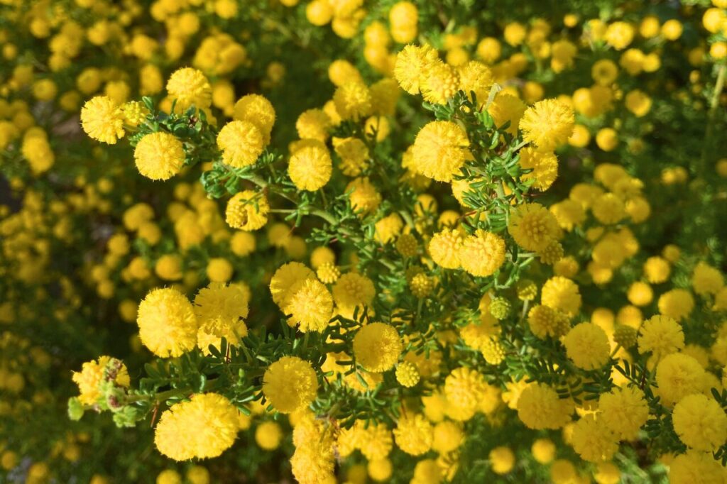 西オーストラリアのワイルドフラワー