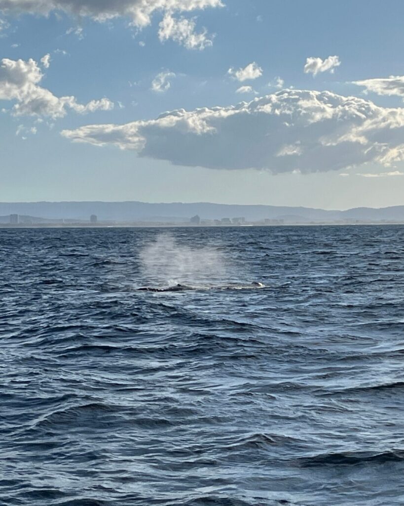 クジラのブロー