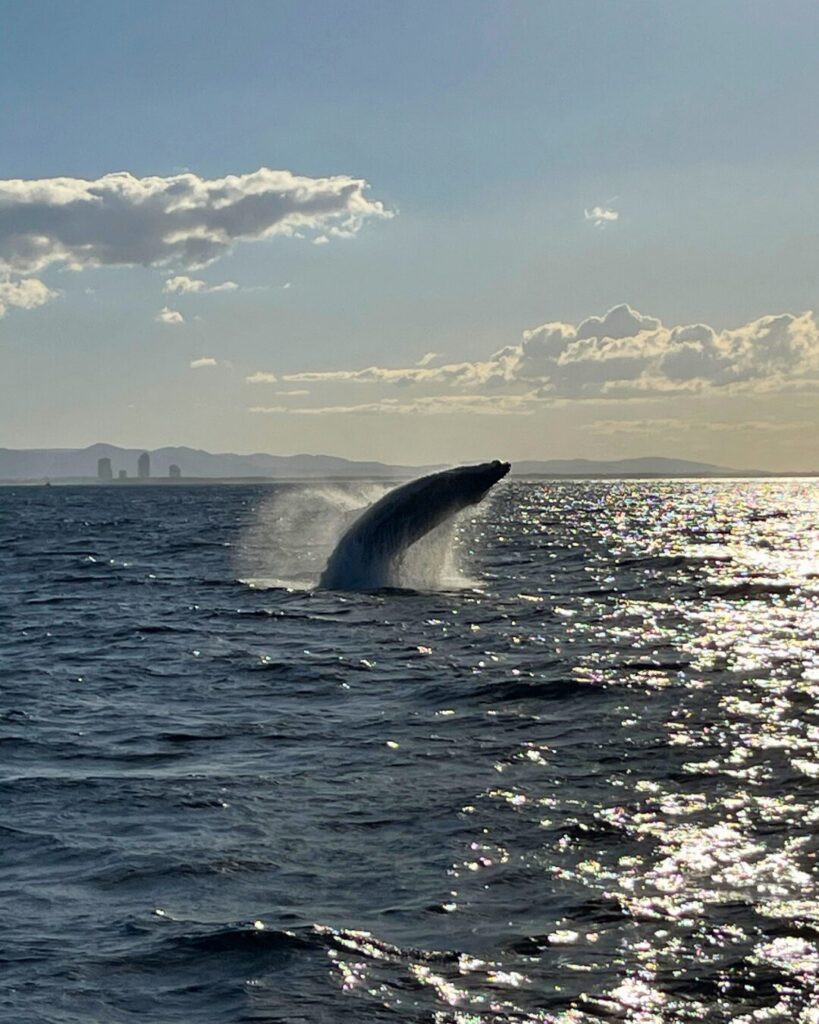 クジラのブリーチング