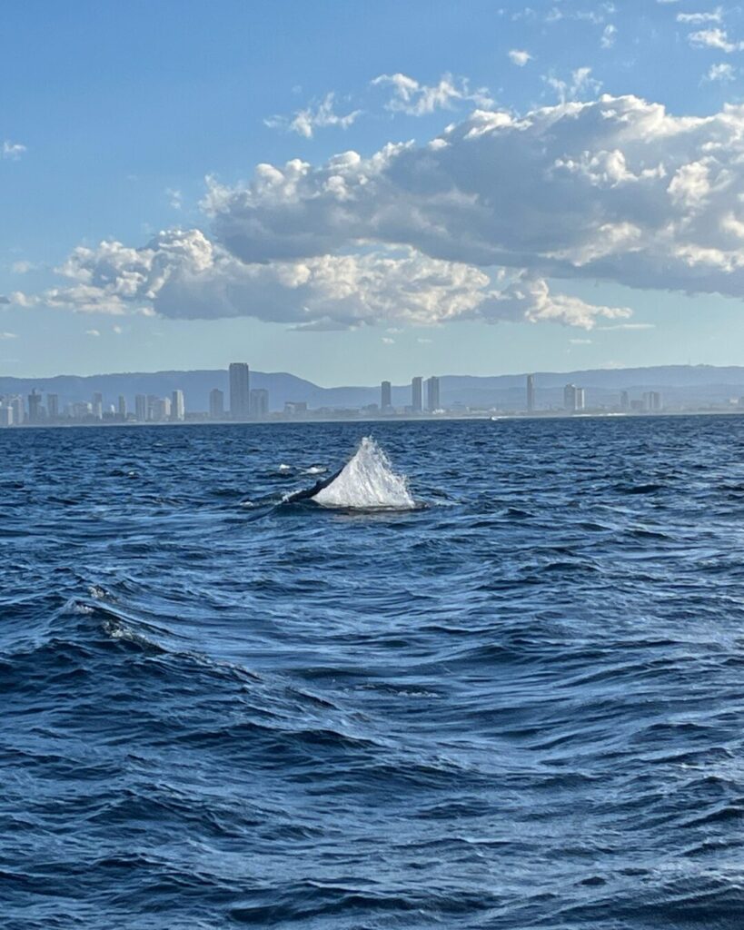 クジラのペクタル・スラップ