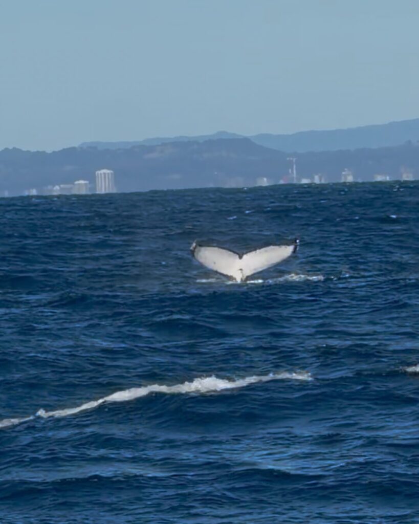 クジラのテールスラップ